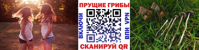 Галлюциногенные грибы GOLDEN TEACHER  Краснообск 